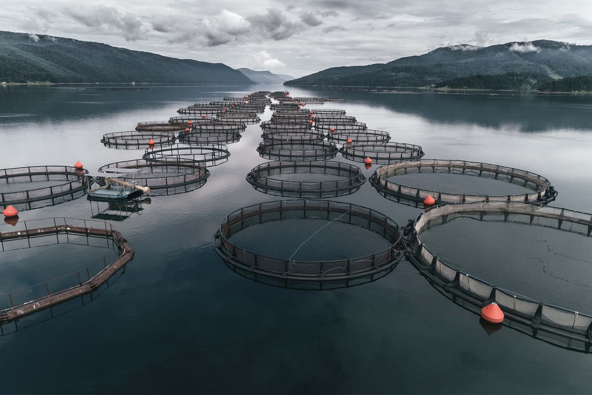Fish Farm